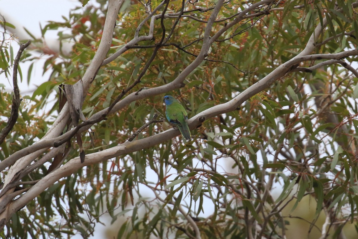 ヒムネキキョウインコ - ML644452215