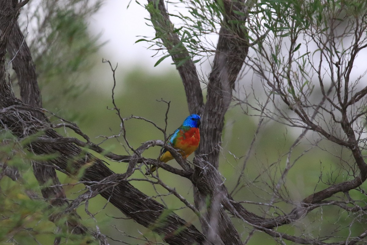 ヒムネキキョウインコ - ML644452216