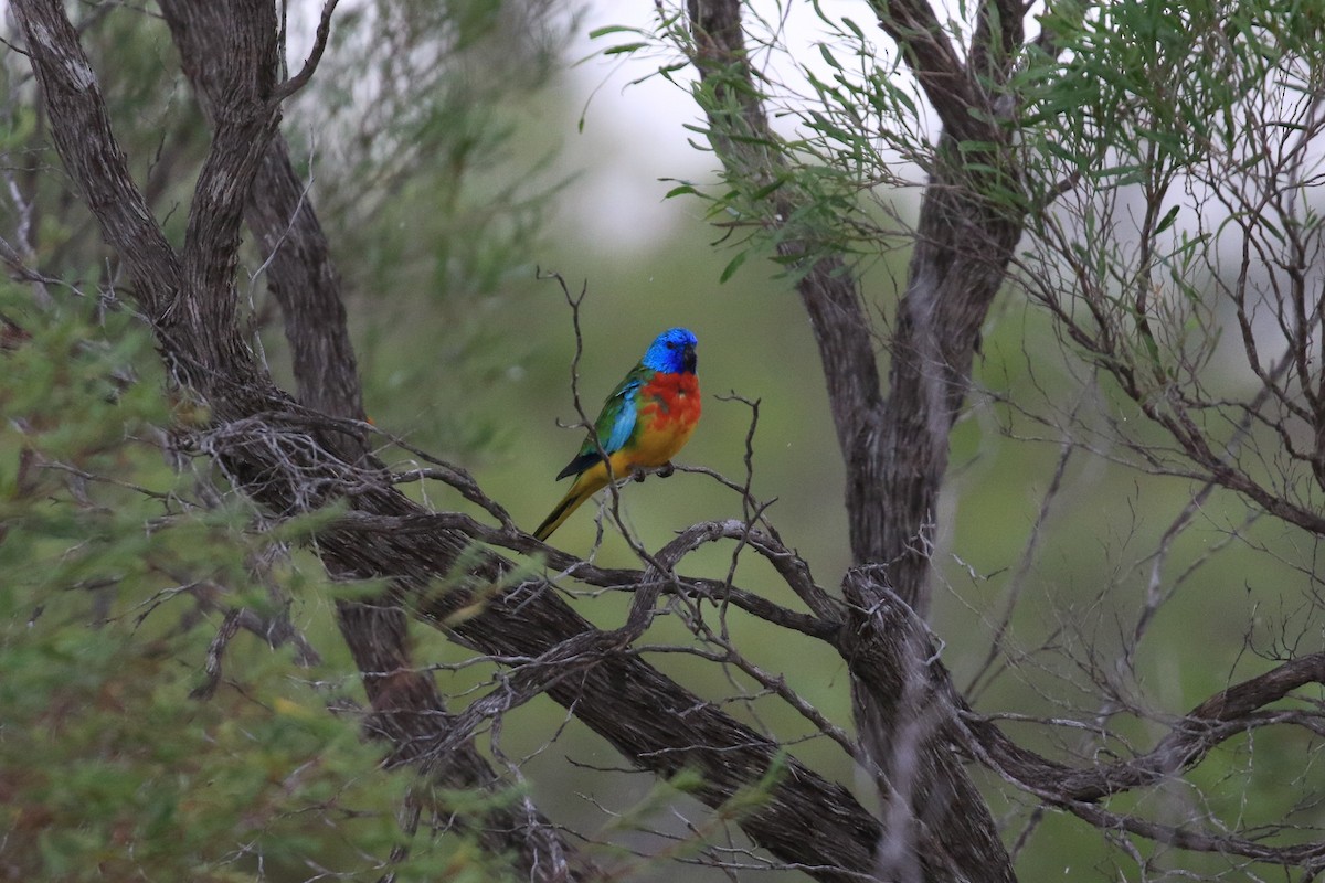 ヒムネキキョウインコ - ML644452217