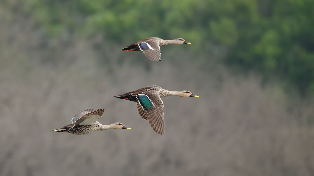 Indian Spot-billed Duck - ML644452239