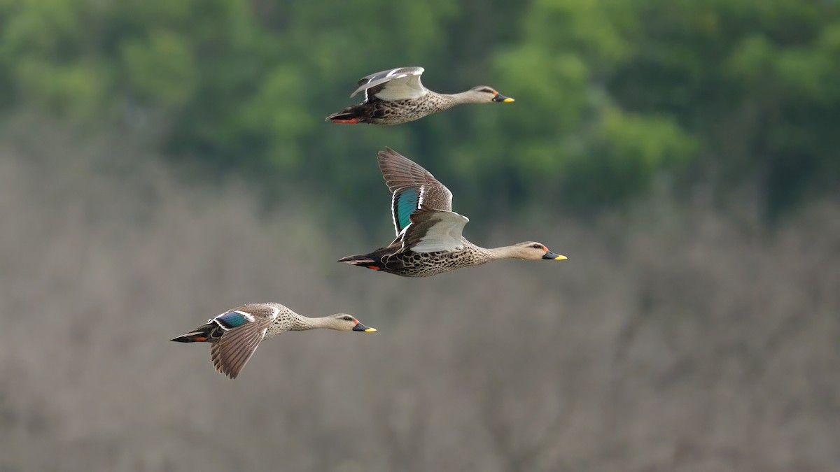 Indian Spot-billed Duck - ML644452240