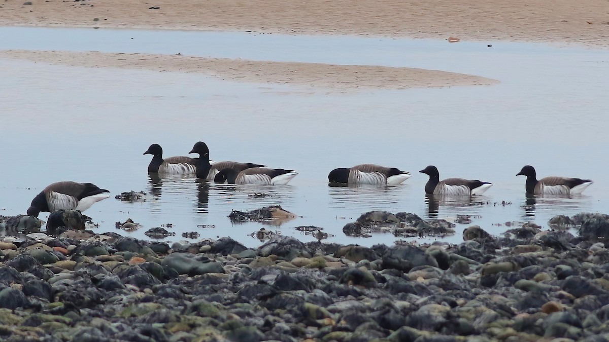 Brant (Pale-bellied) - ML644452242