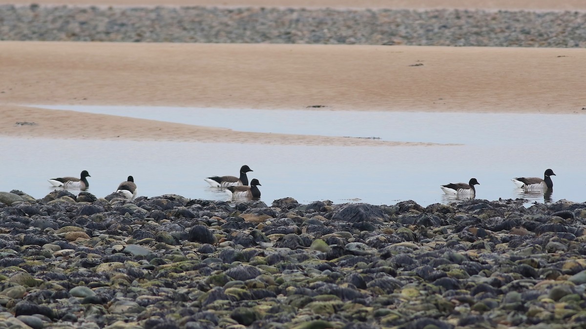 Brant (Pale-bellied) - ML644452243