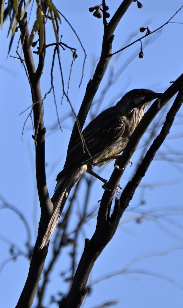 Red Wattlebird - ML644452244