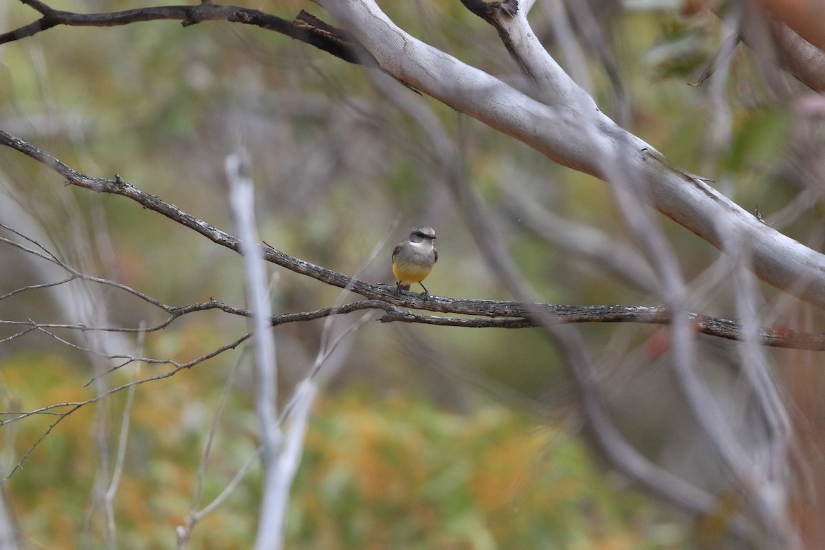 Western Yellow Robin - ML644452248