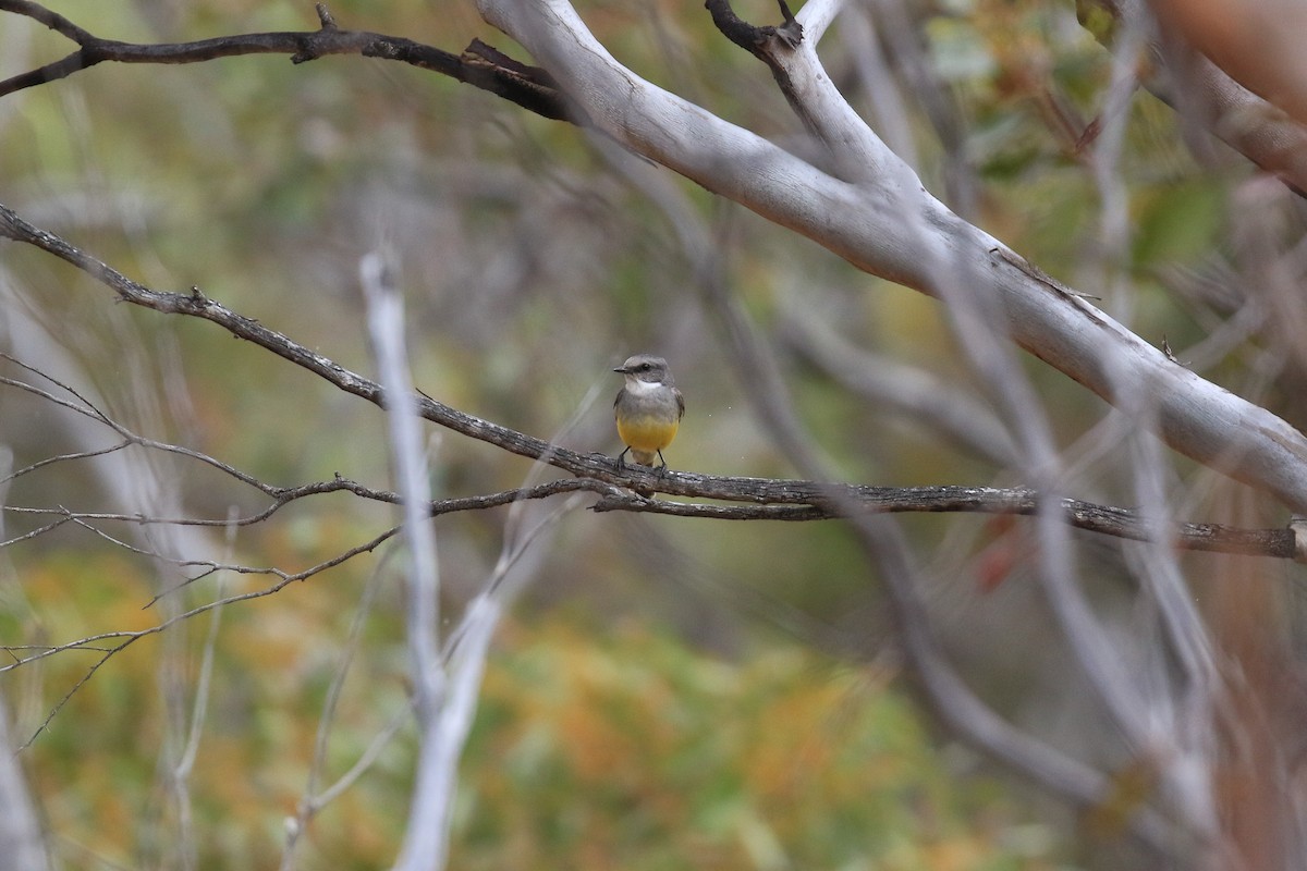 Western Yellow Robin - ML644452249