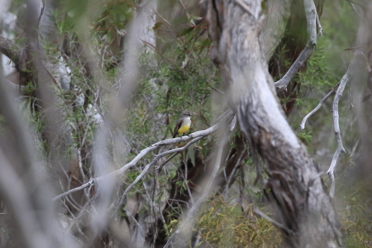 Western Yellow Robin - ML644452250