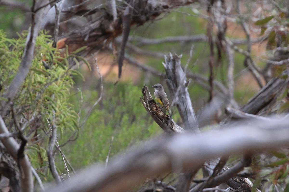 Western Yellow Robin - ML644452251