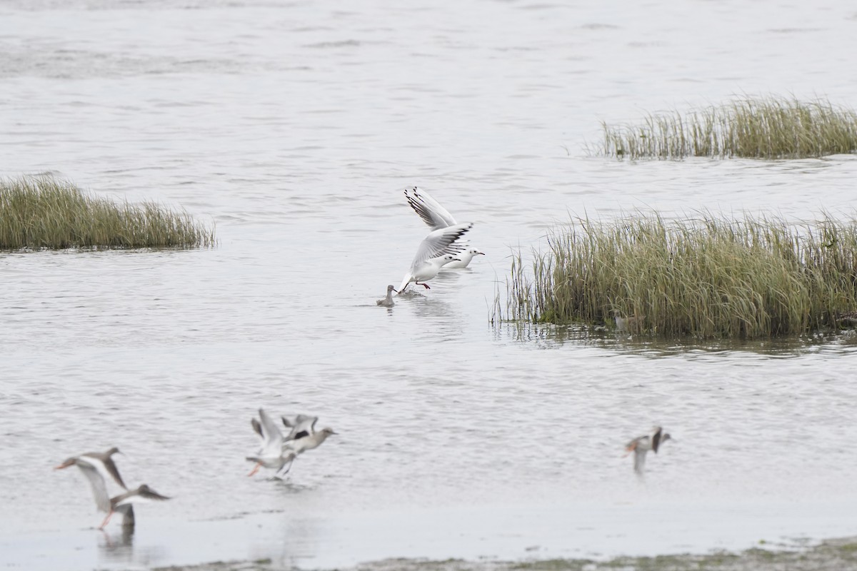 Black-headed Gull - ML644452268
