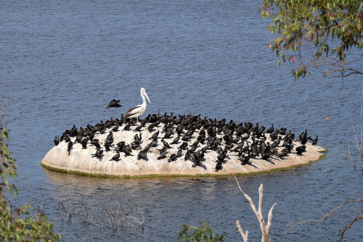 Cormorán Totinegro - ML644452270