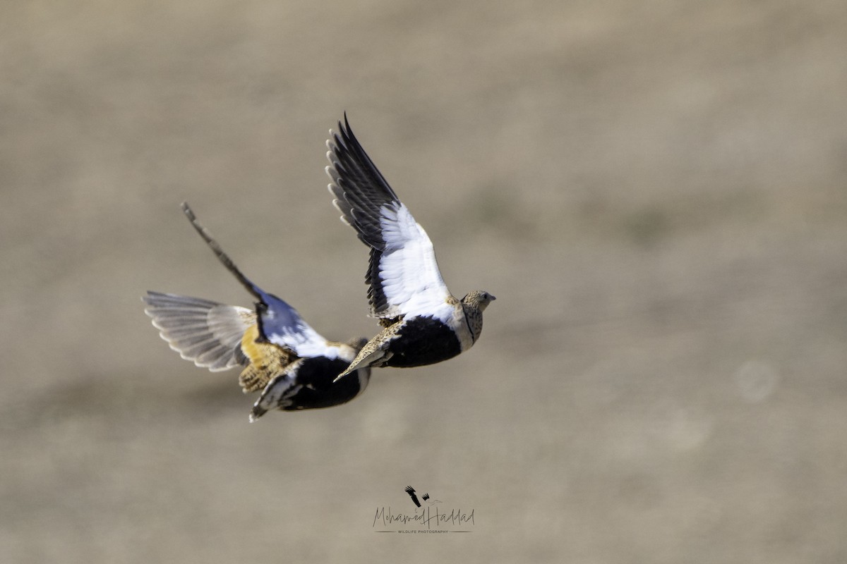 Ganga unibande - ML644452273