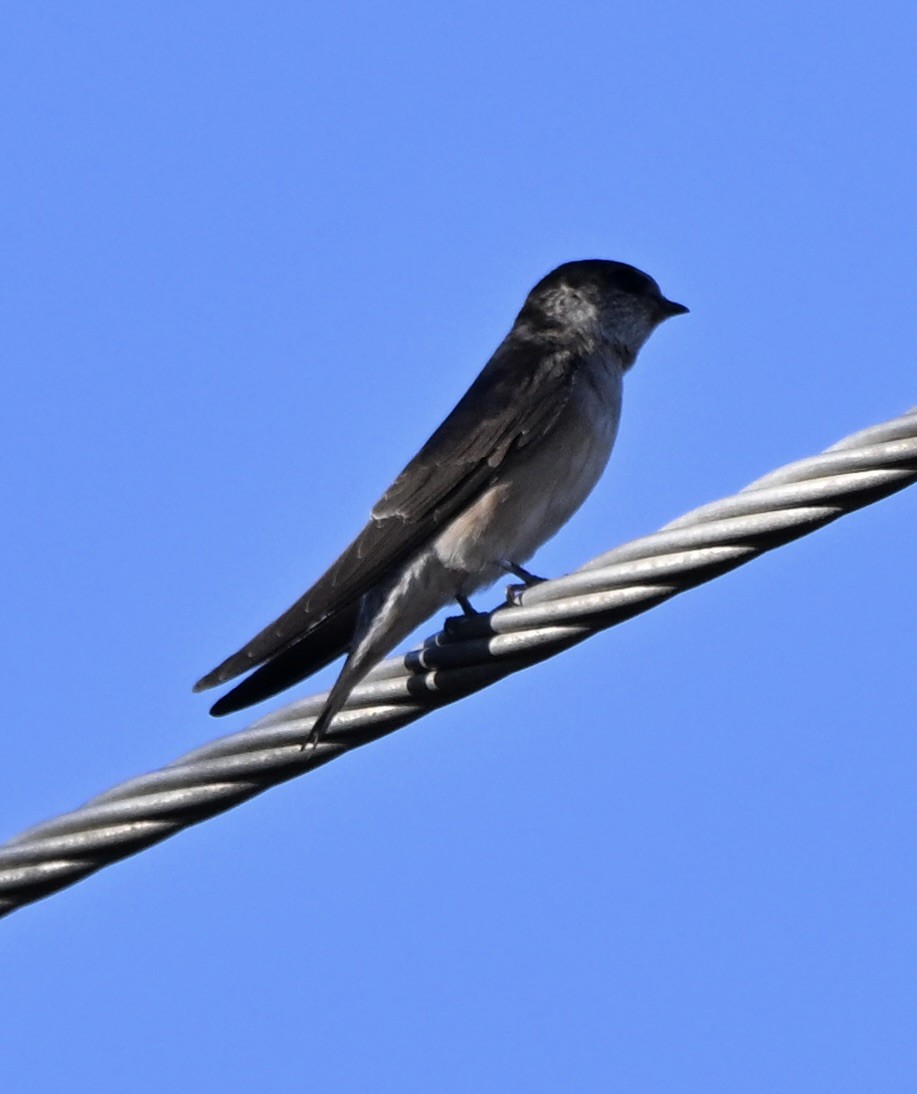 eukalyptussvale - ML644452274