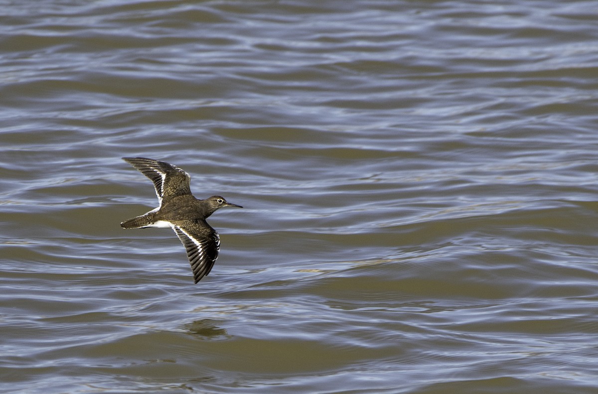 Common Sandpiper - ML644452275