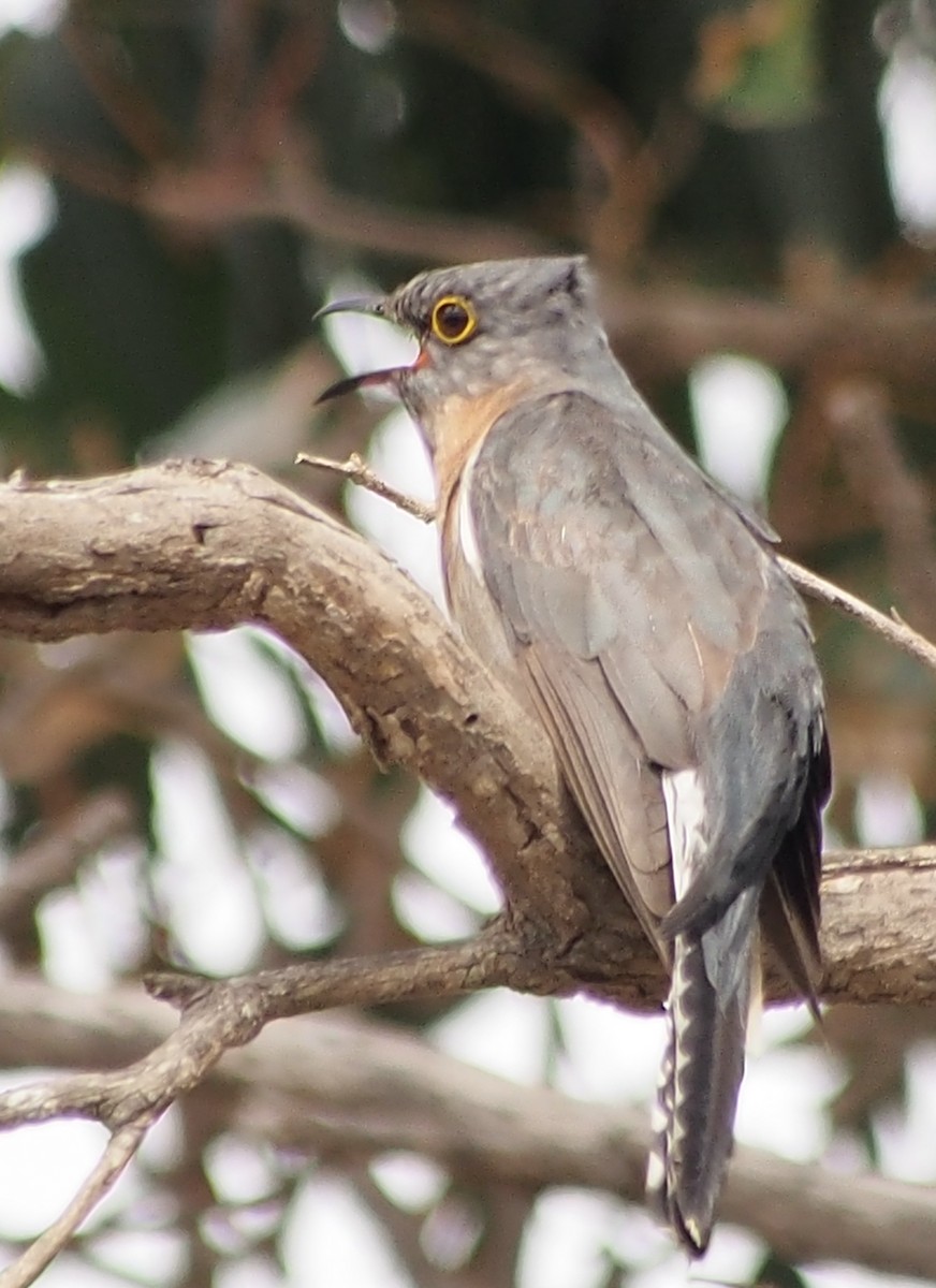 Fan-tailed Cuckoo - ML644452280