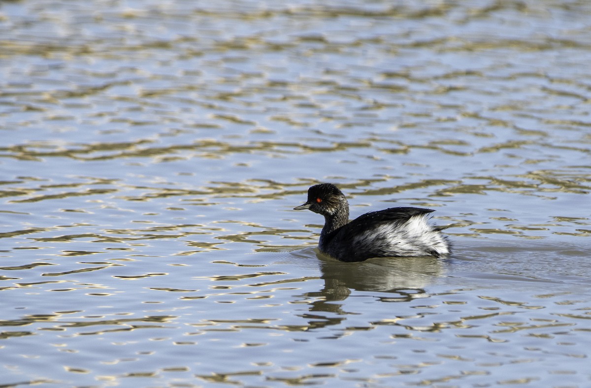 Eared Grebe - ML644452281