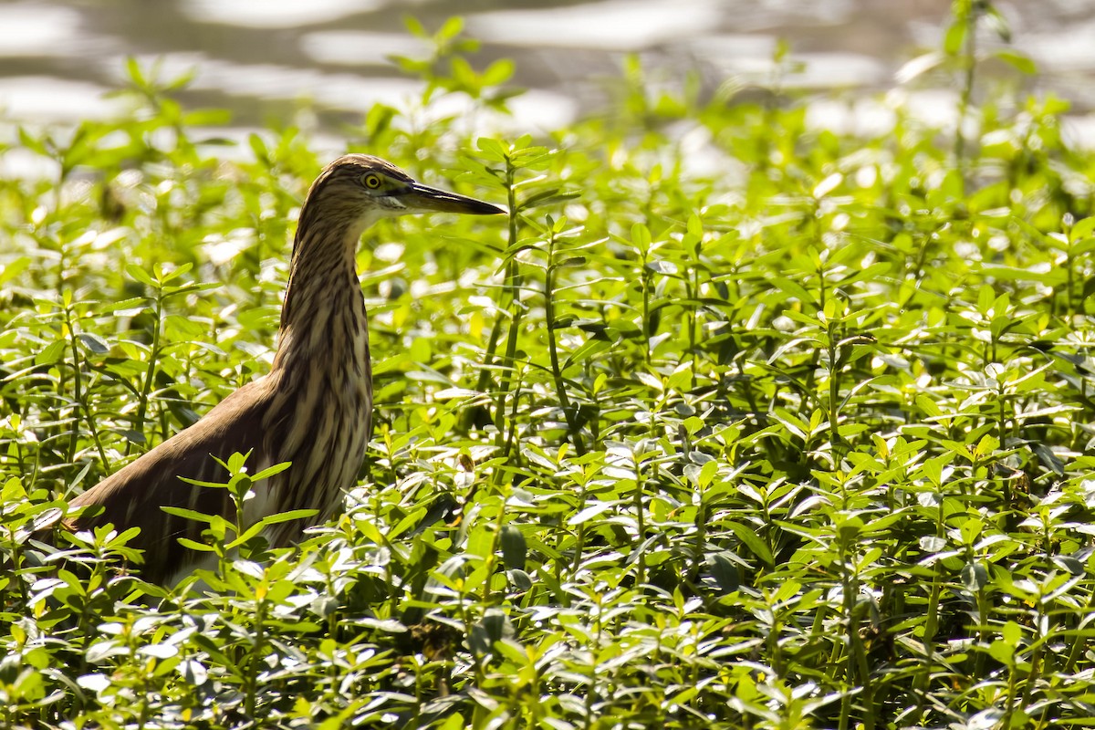 אנפית סוף הודית - ML644452282