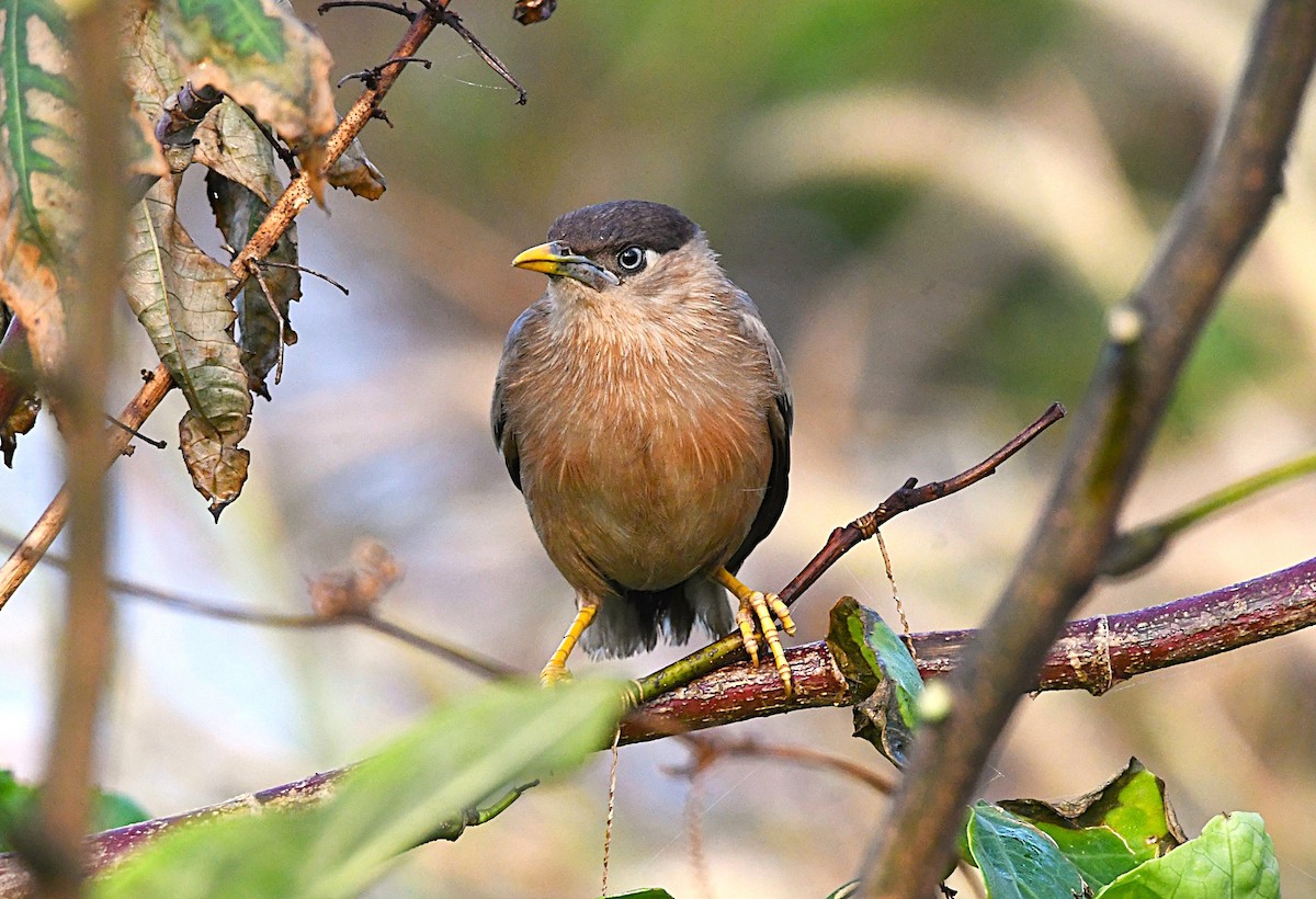 Brahminy Starling - ML644452292