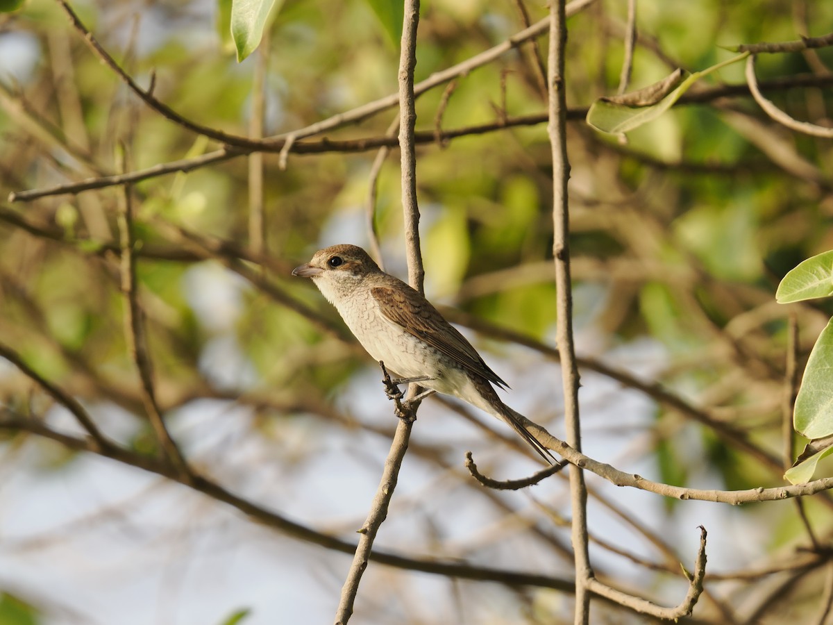 shrike sp. - ML644452293