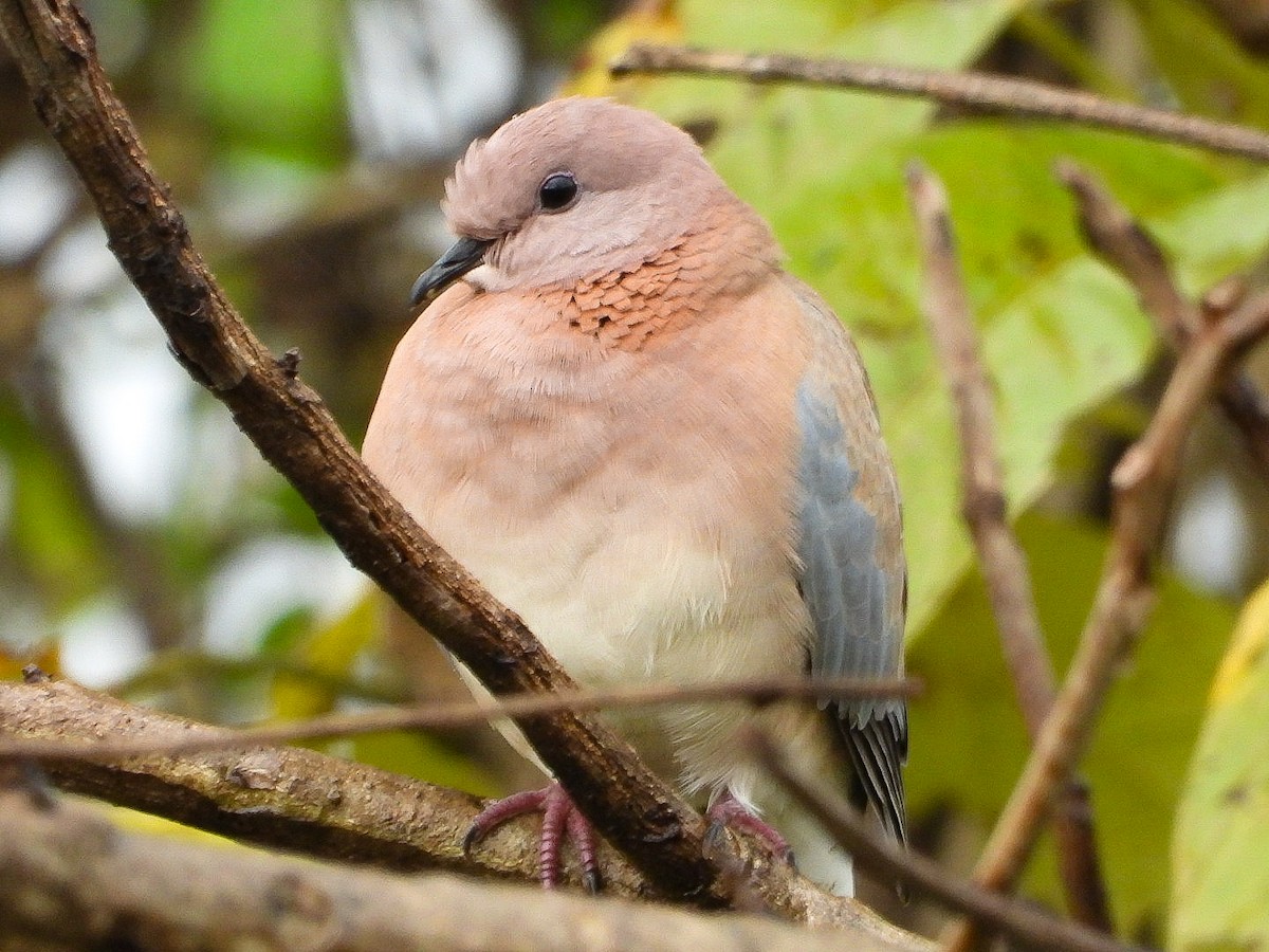 Малая горлица - ML644452297