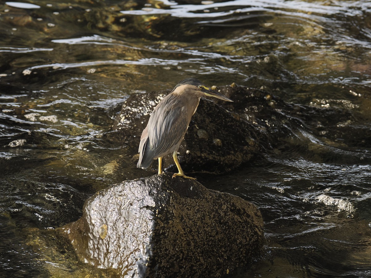 Little Heron - ML644452301