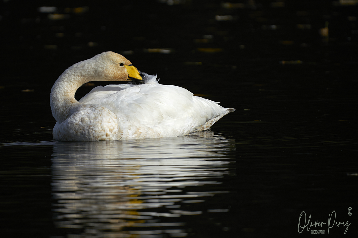 Whooper Swan - ML644452307