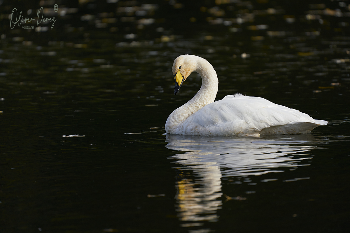 Whooper Swan - ML644452308