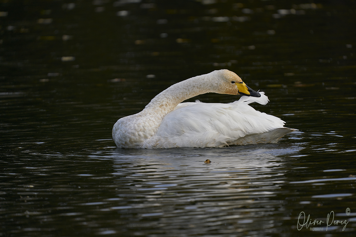 Whooper Swan - ML644452309