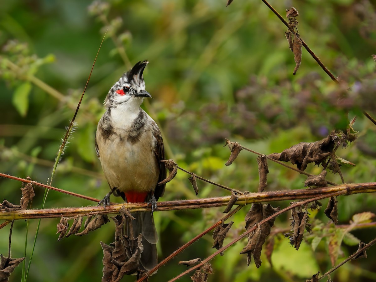 Red-whiskered Bulbul - ML644452311