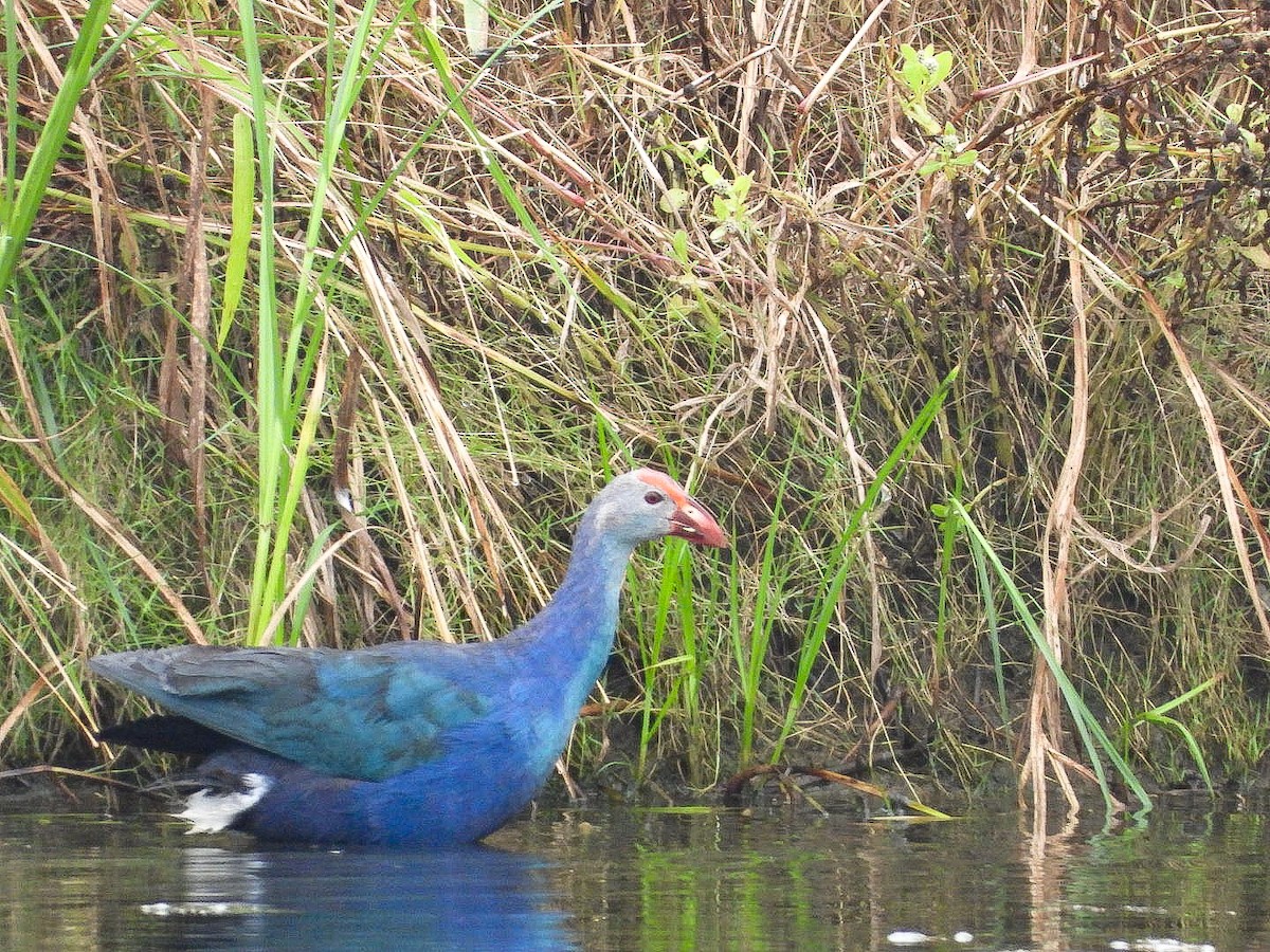 Uroilo urdin burugrisa - ML644452313