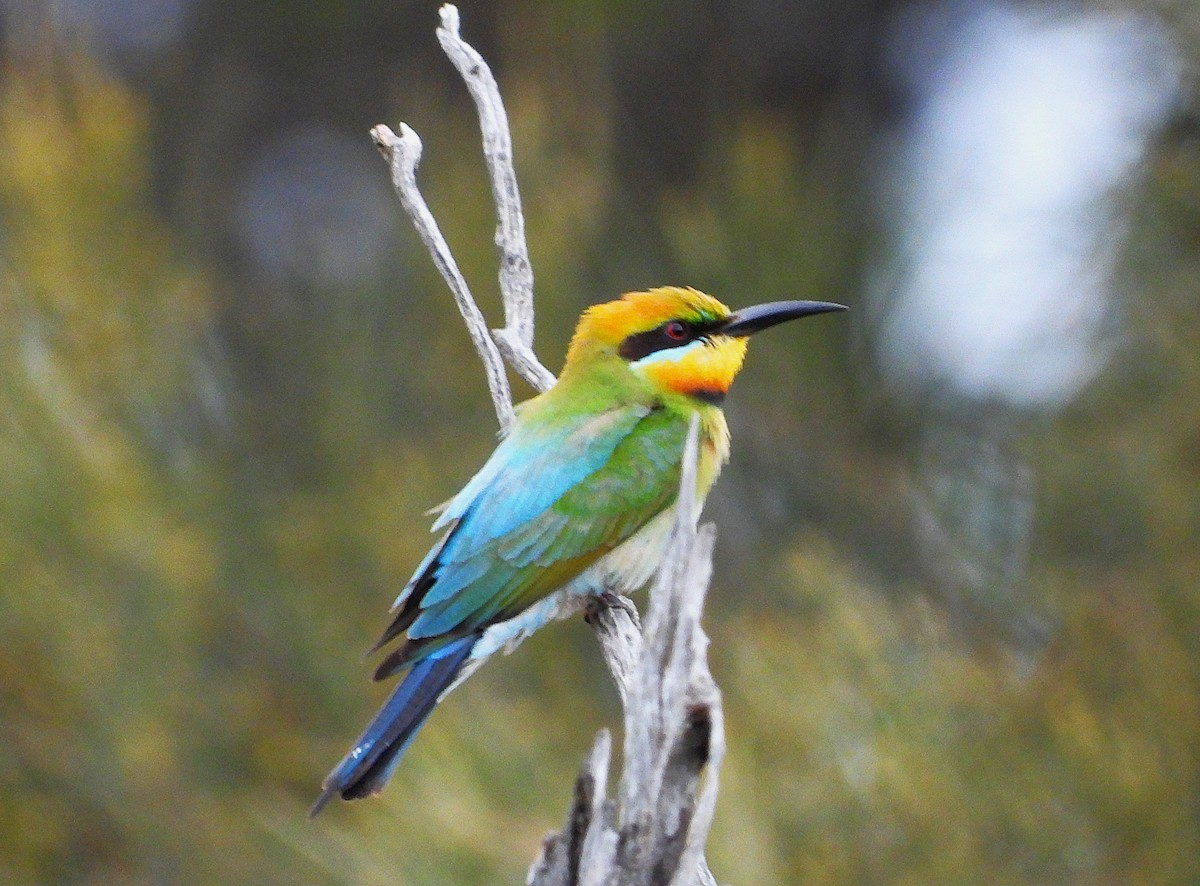 Радужная щурка - ML644452314