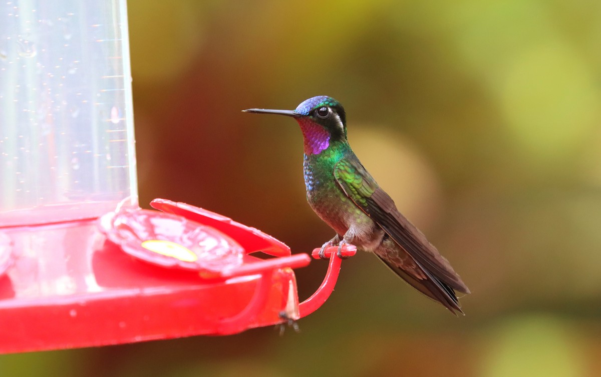 Mor Gerdanlı Dağmücevheri - ML644452315