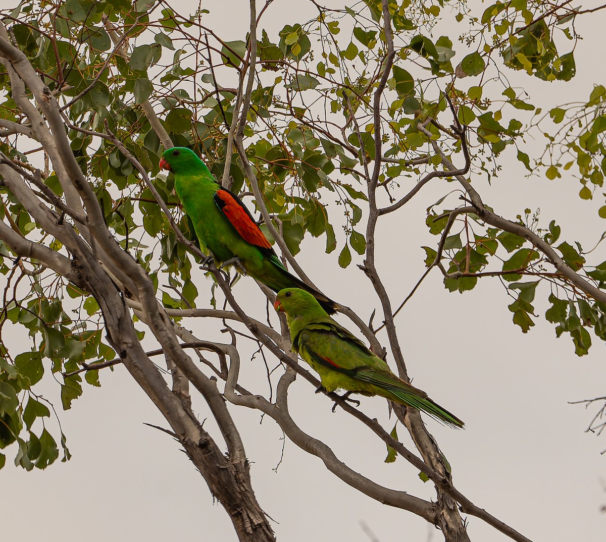 Red-winged Parrot - ML644452326