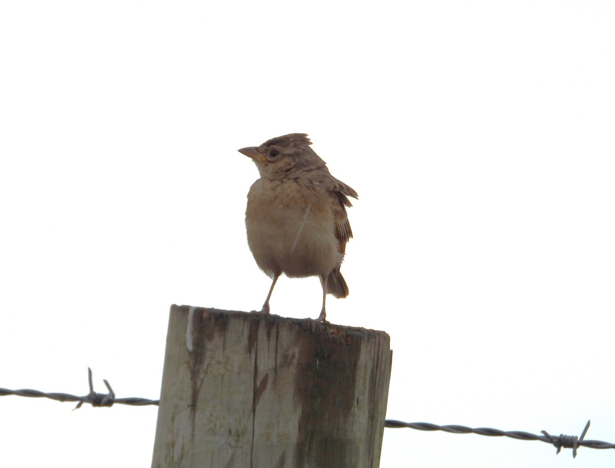 Alondra de Java - ML644452336