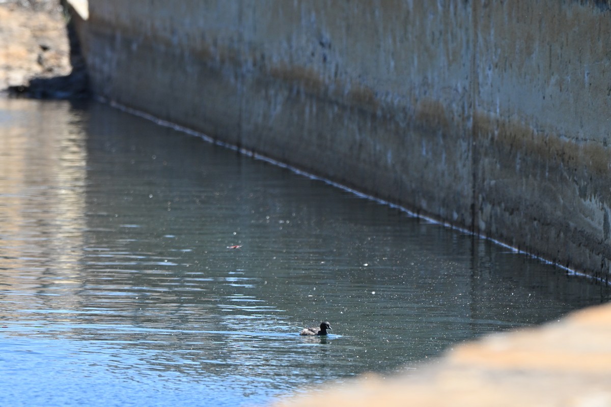 Australasian Grebe - ML644452337