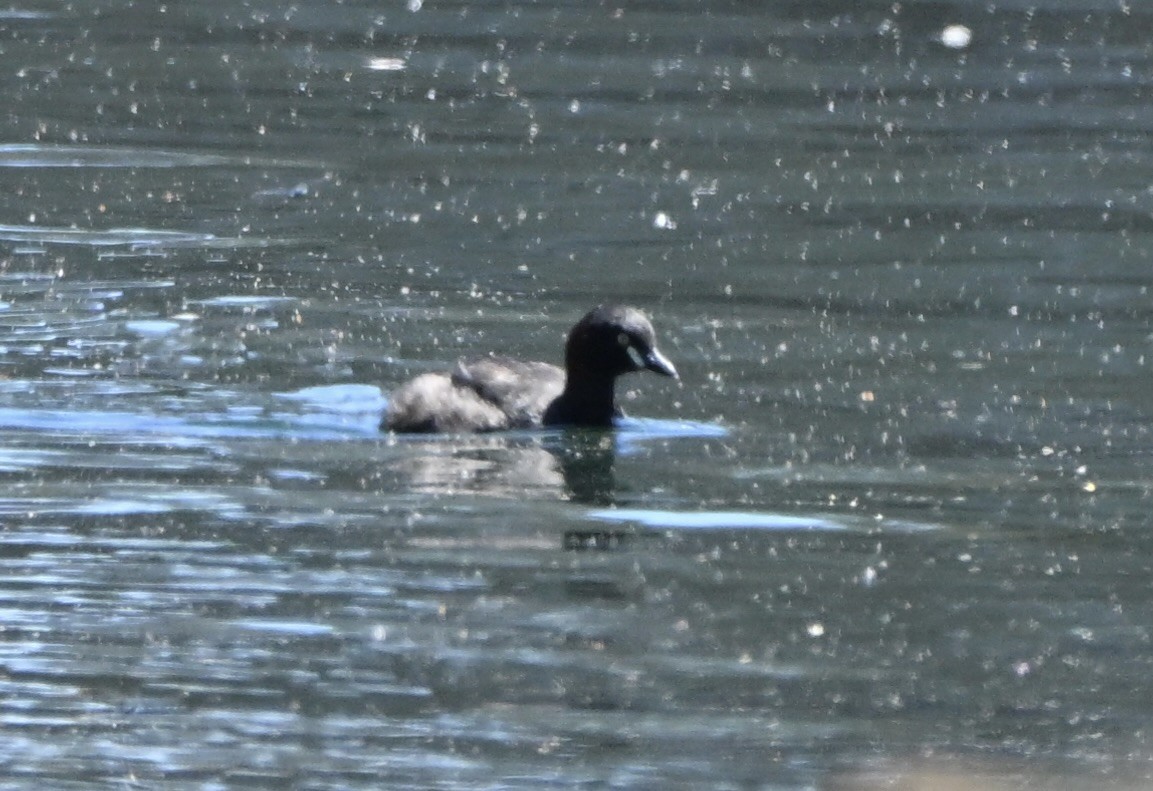 Australasian Grebe - ML644452351