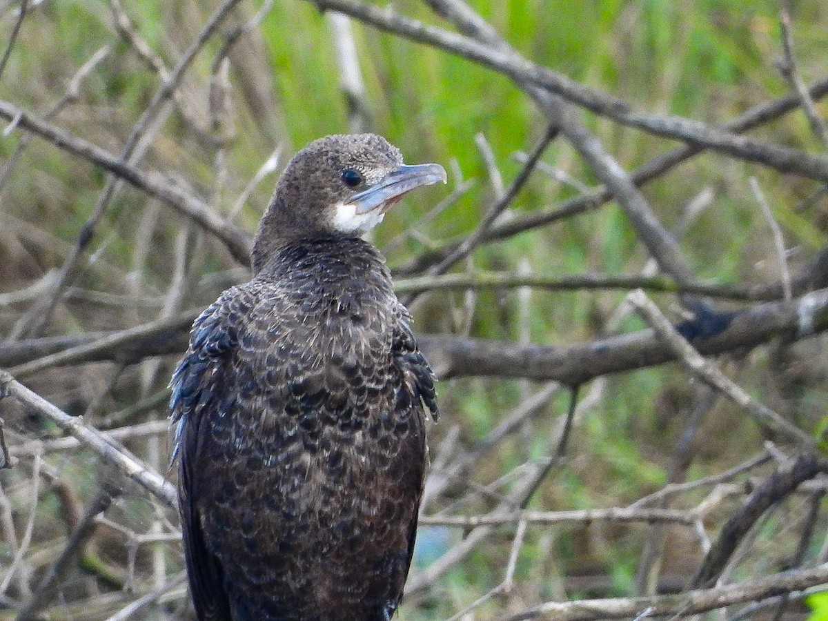 orientdvergskarv - ML644452355