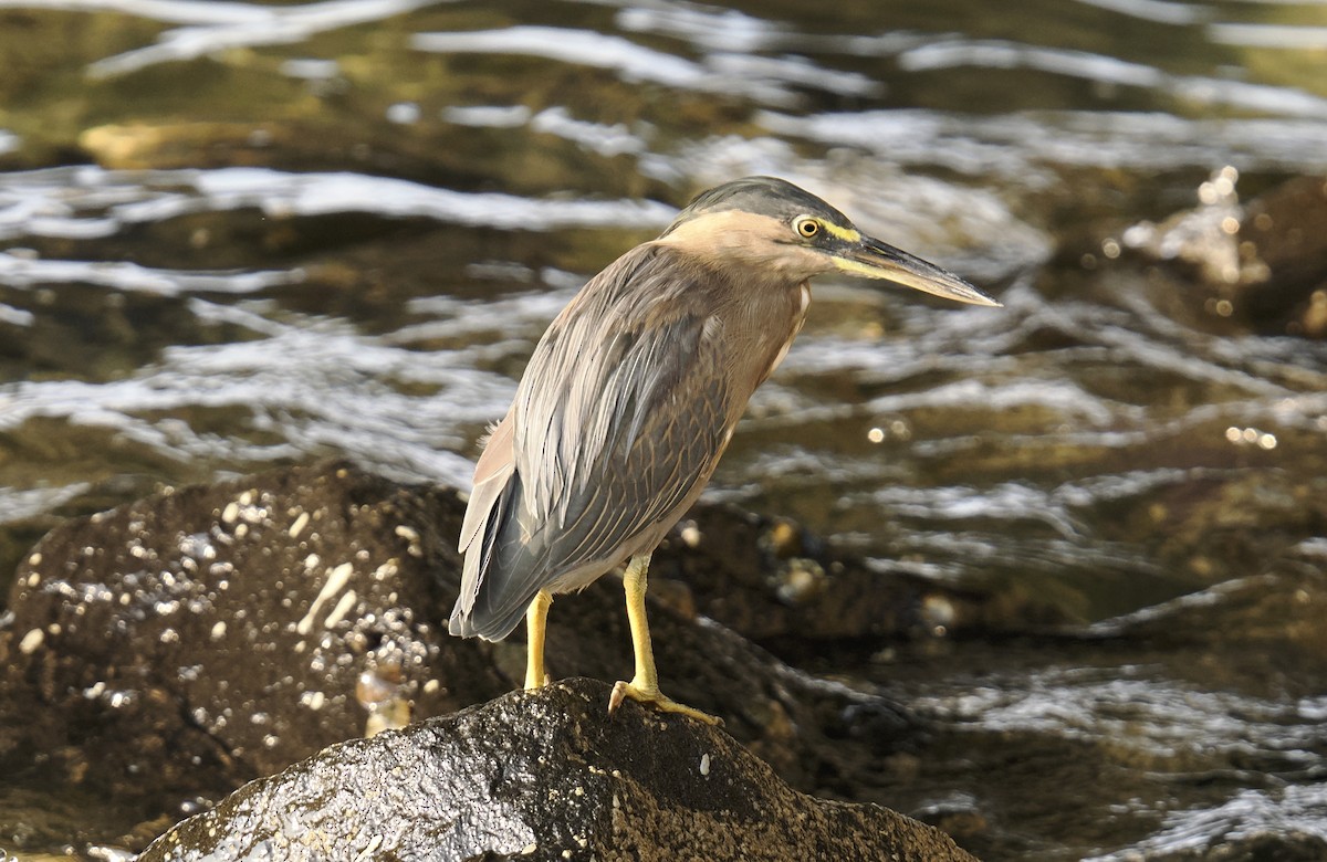 Little Heron - ML644452356