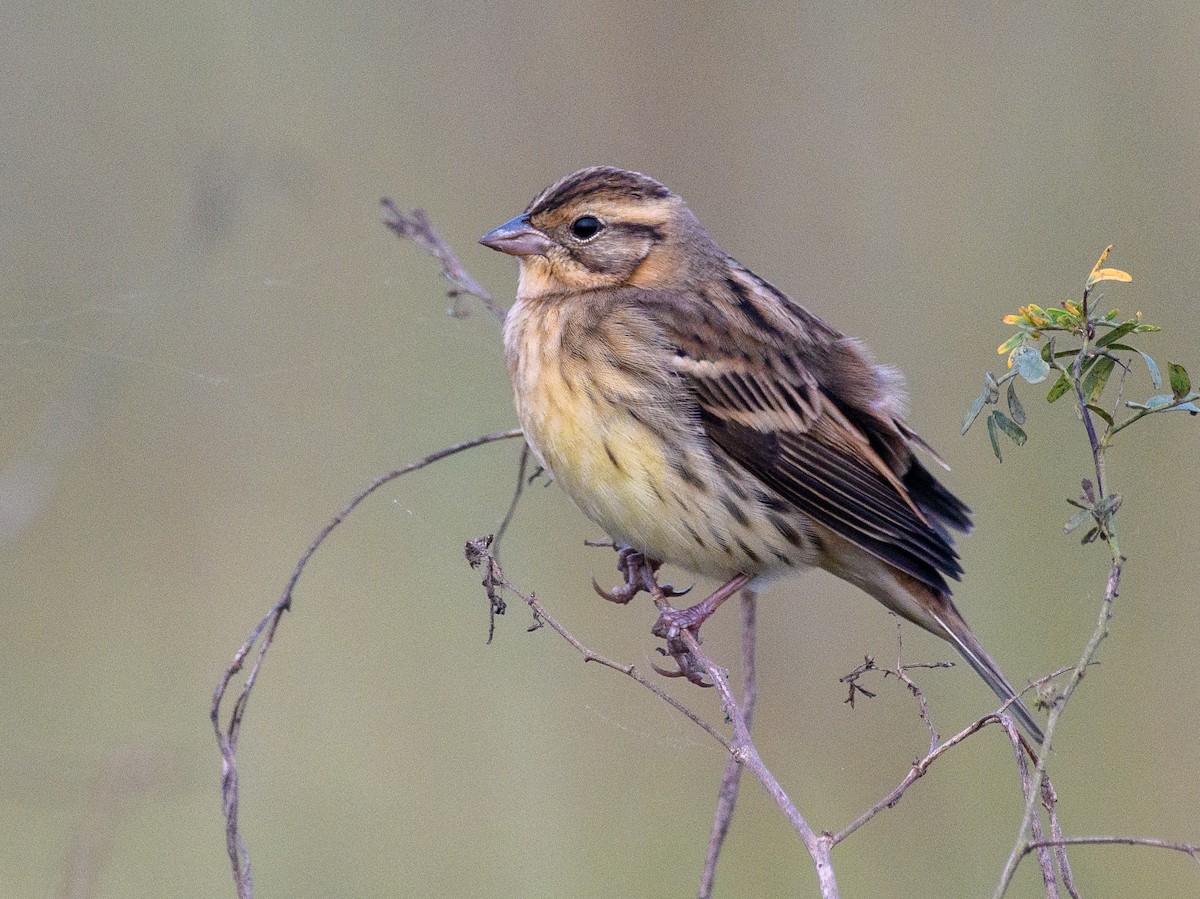 シマアオジ - ML644452363