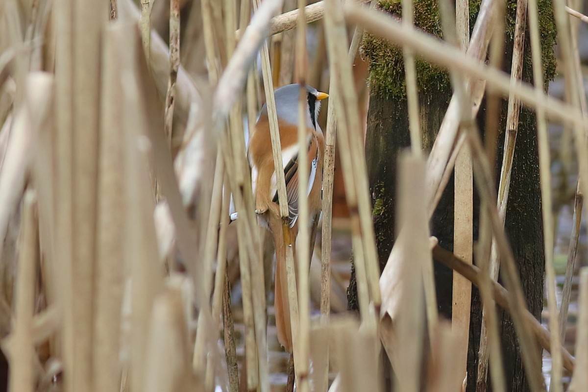 ヒゲガラ - ML644452370