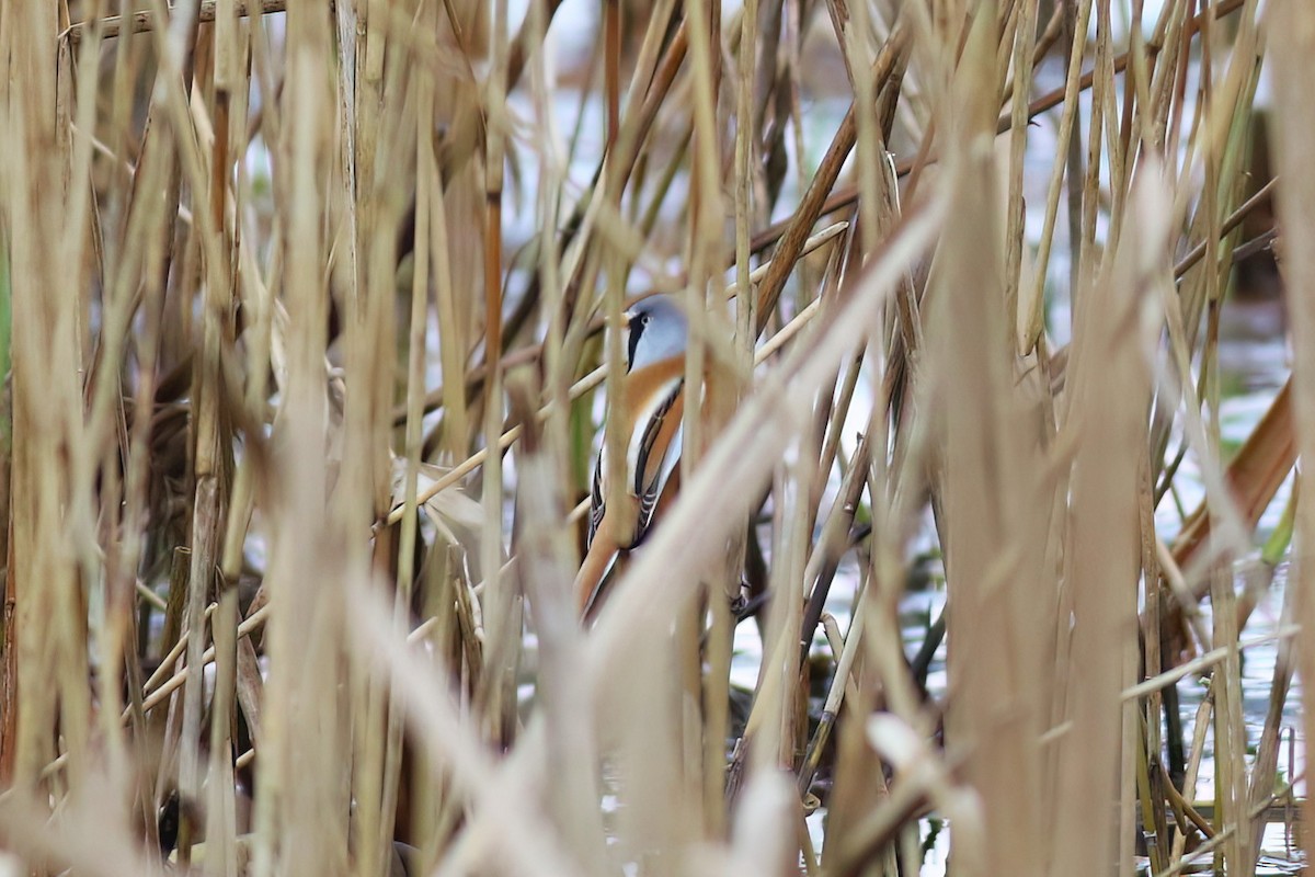 ヒゲガラ - ML644452371