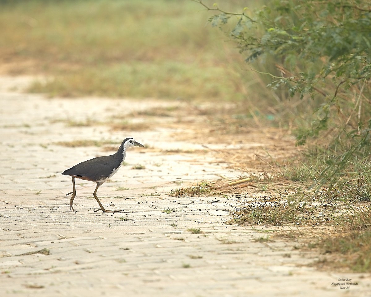 White-breasted Waterhen - ML644452375