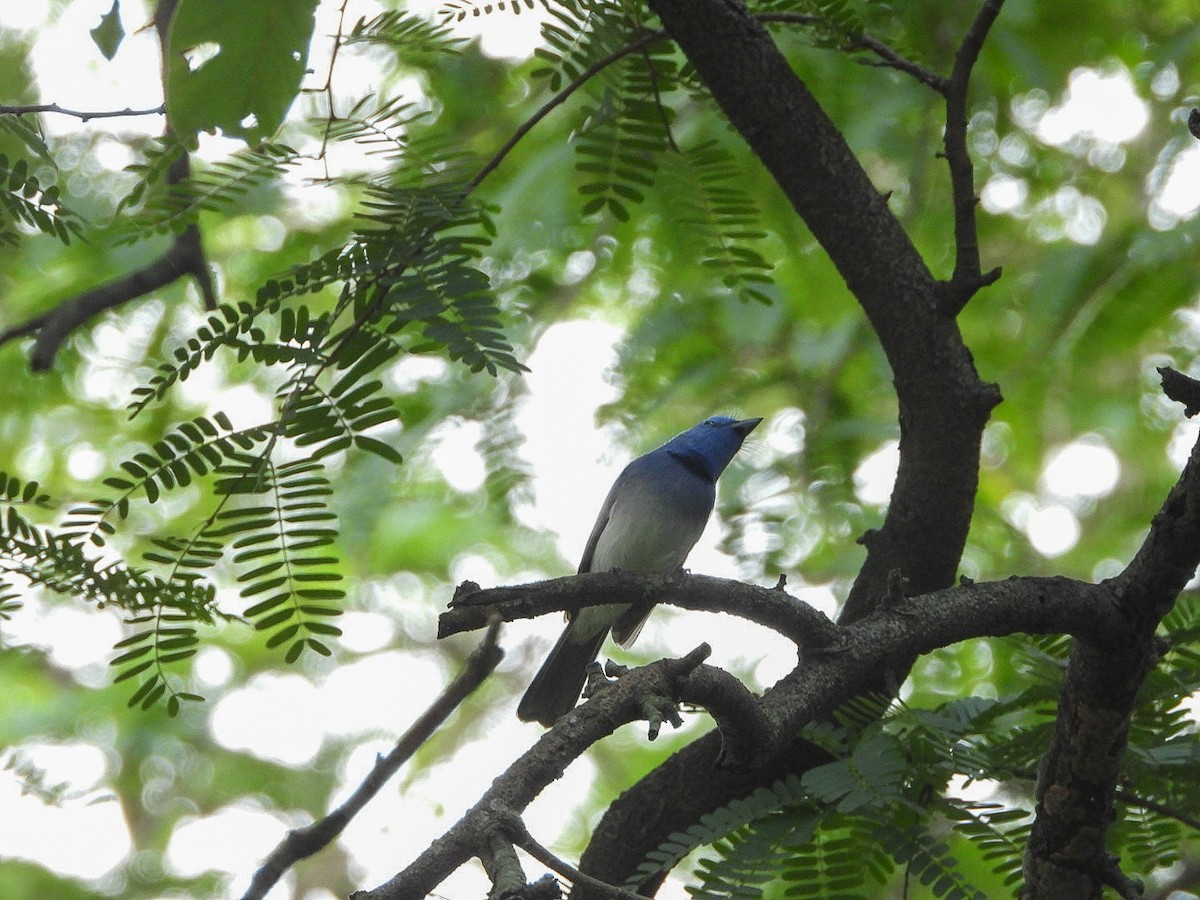 Black-naped Monarch - ML644452378