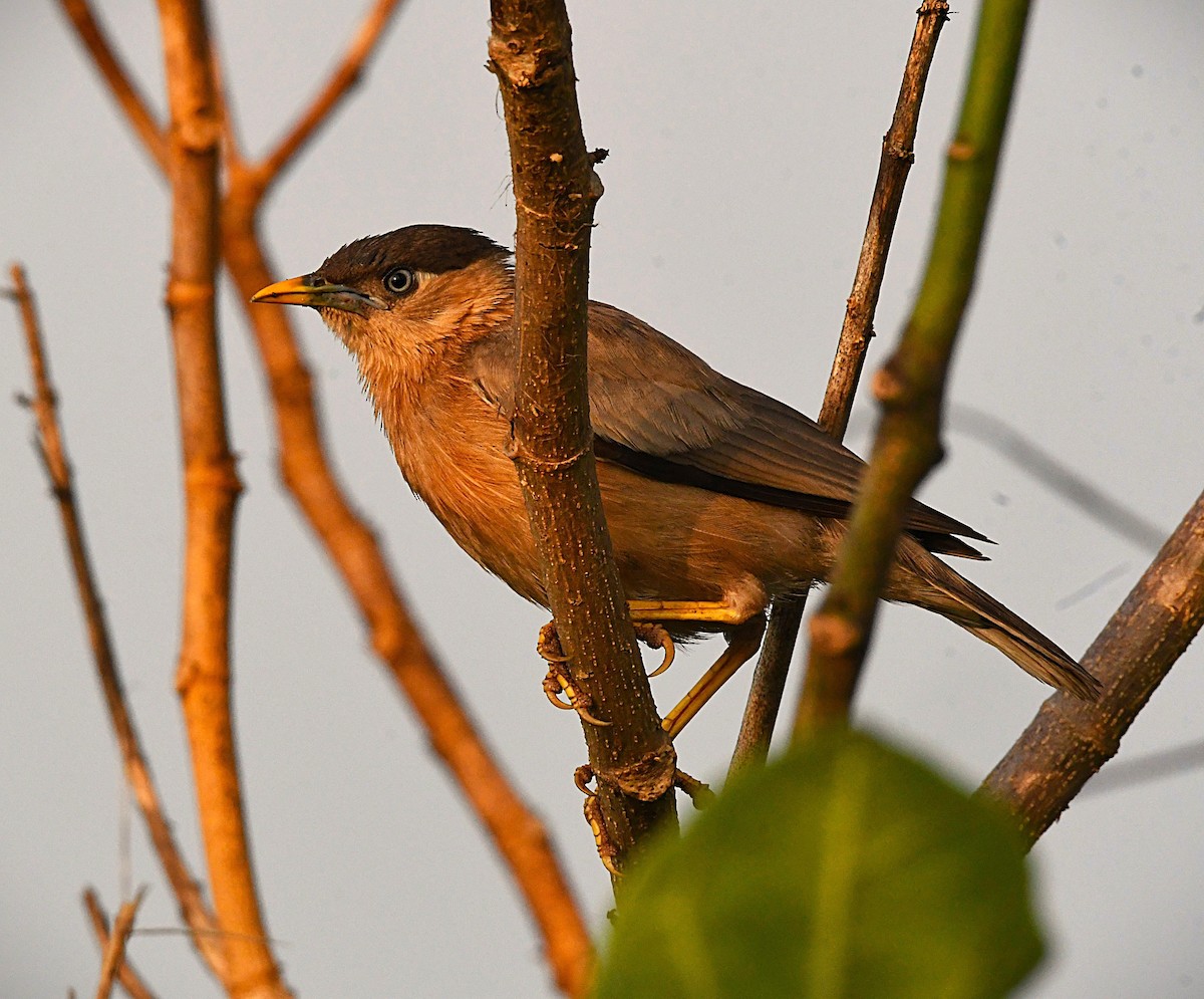 Brahminy Starling - ML644452381
