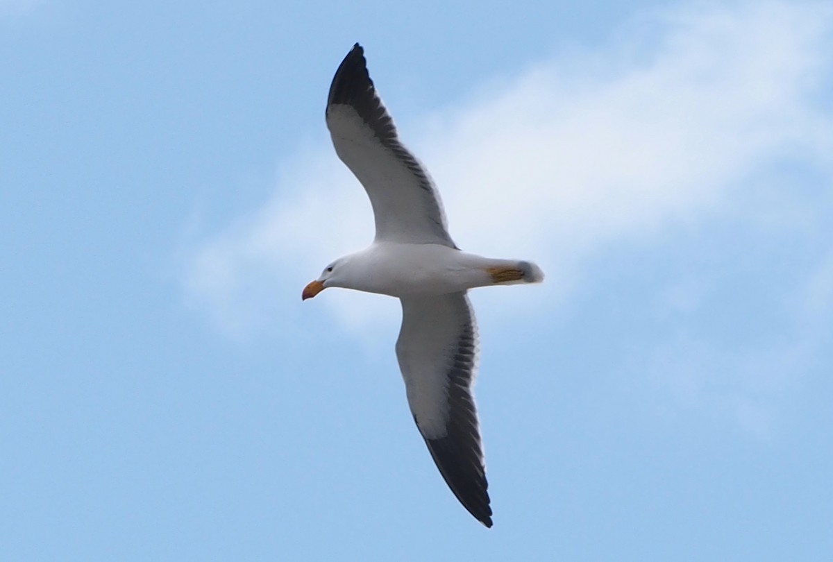 Pacific Gull - ML644452382