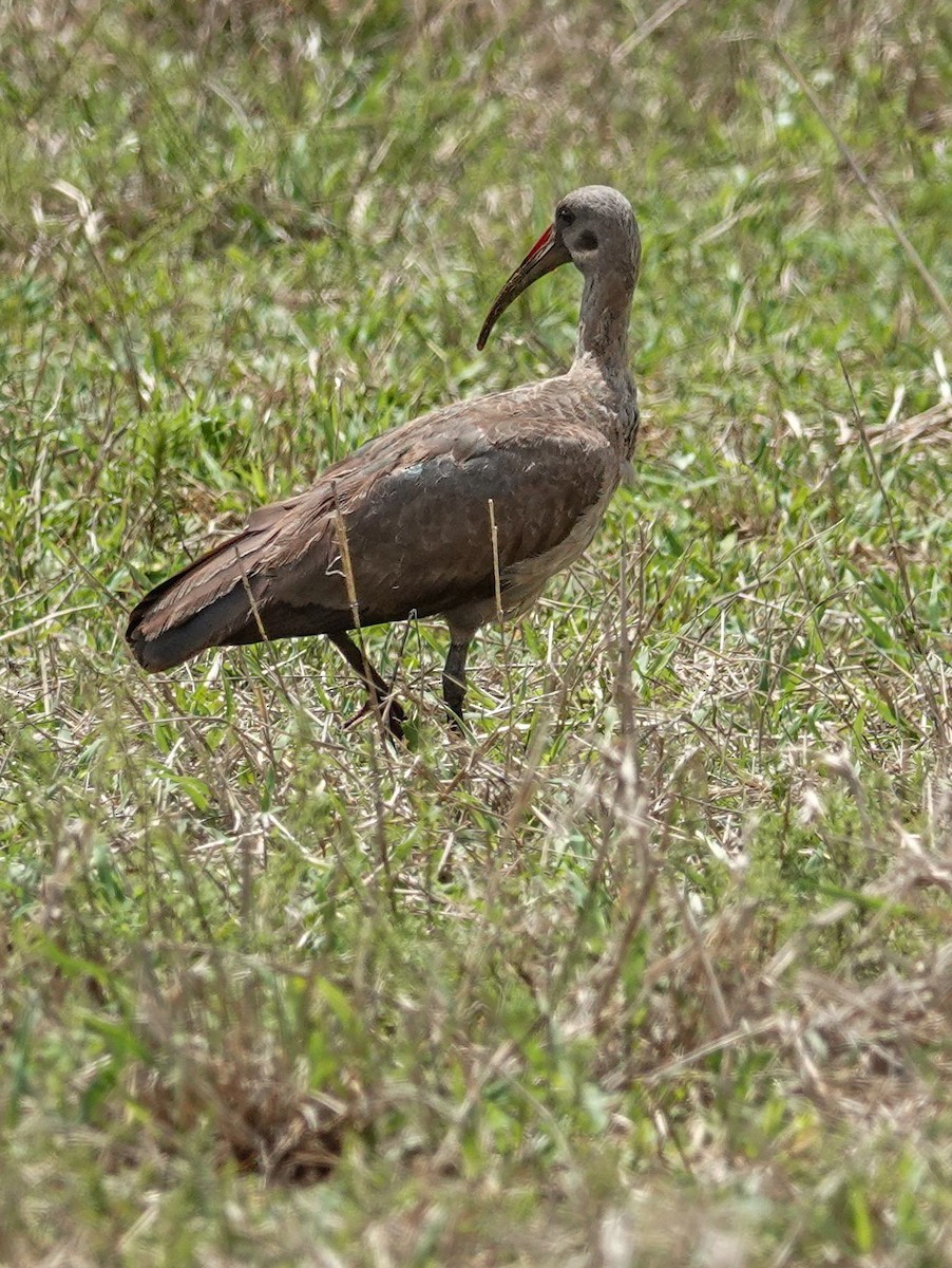 Hadada Ibis - ML644452384