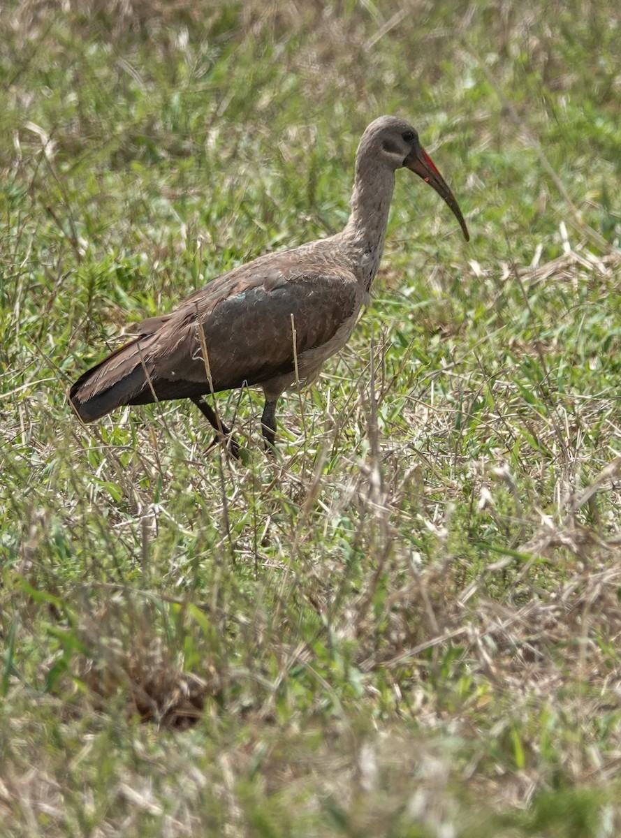 Hadada Ibis - ML644452385