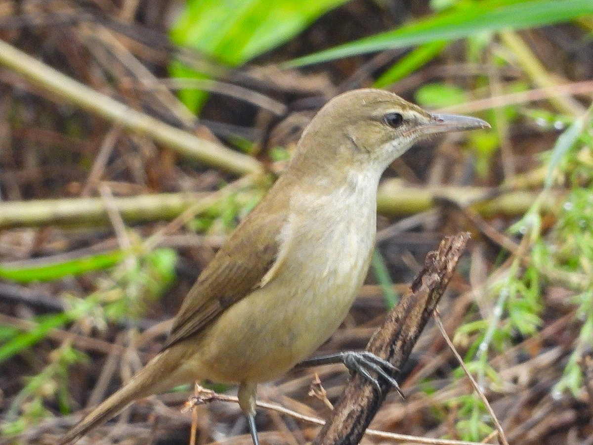 Clamorous Reed Warbler - ML644452386