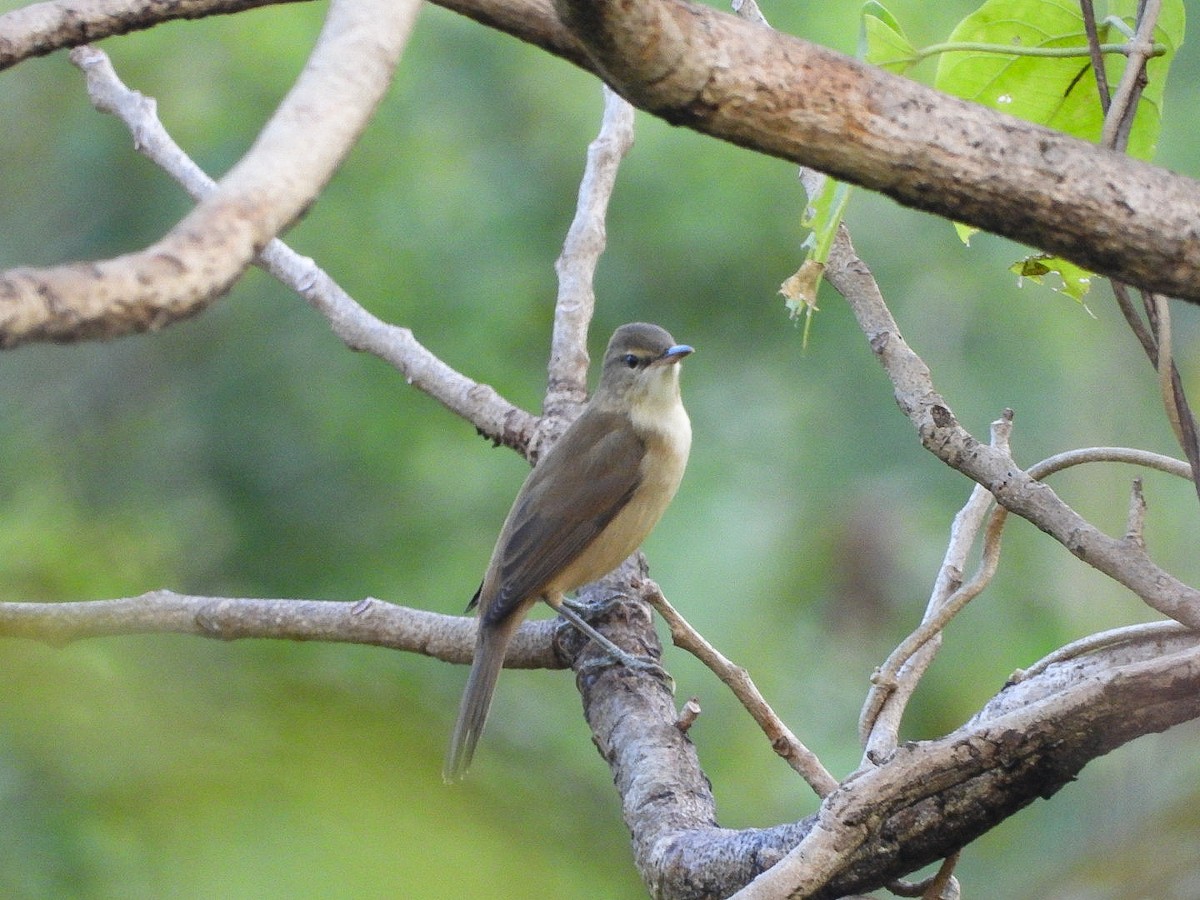 ヤブヨシキリ - ML644452387