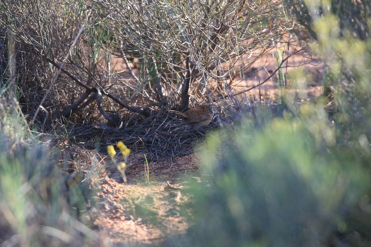 Sandhill Grasswren - ML644452390