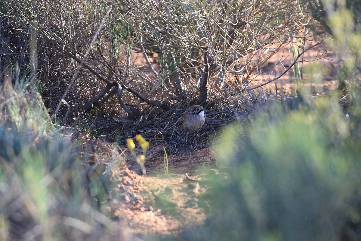 Sandhill Grasswren - ML644452391